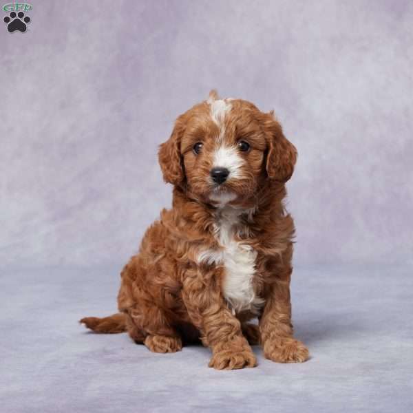 Holly, Cavapoo Puppy